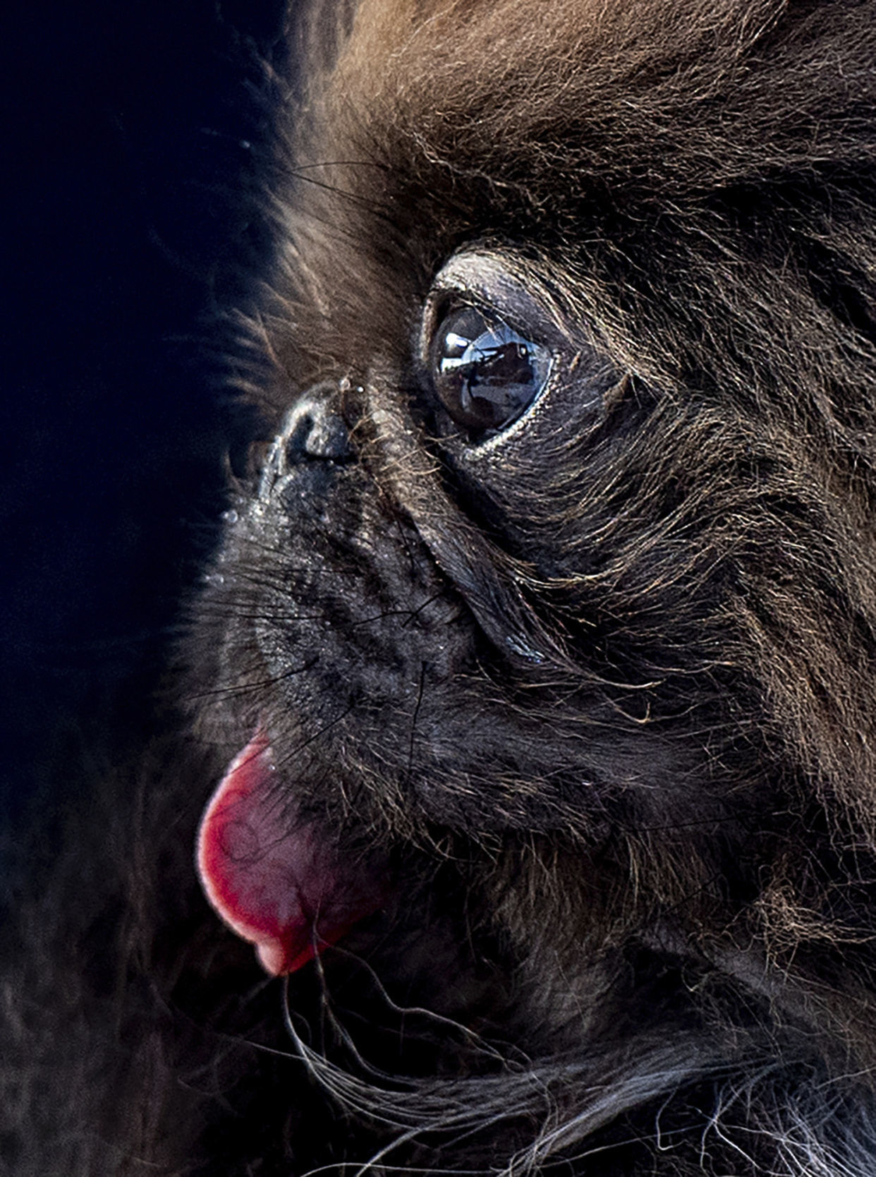 Worlds Ugliest Dog
